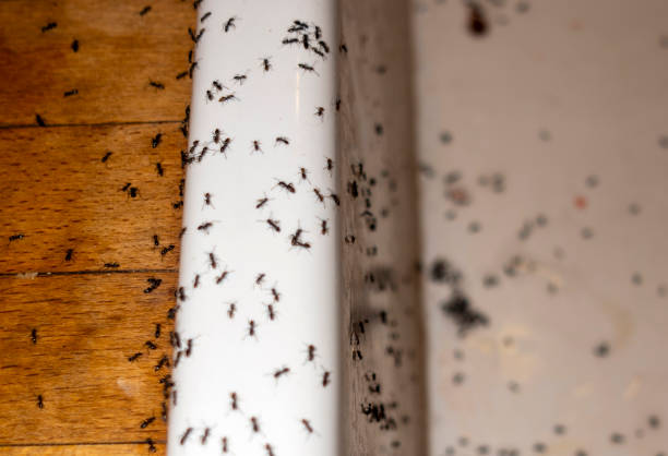 Best Mosquito Control Services  in Freeman, SD