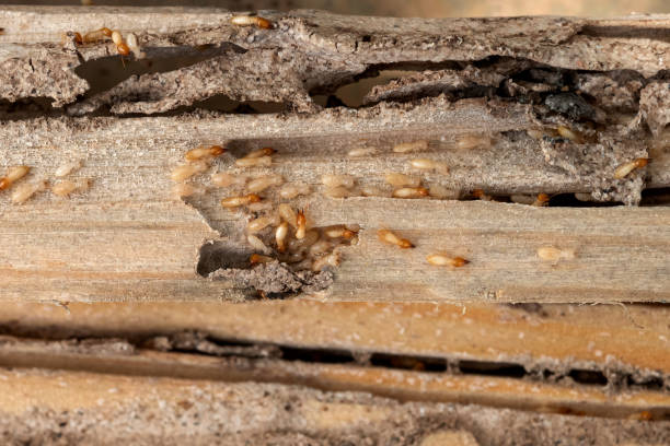 Best Best Pest Control Companies  in Freeman, SD